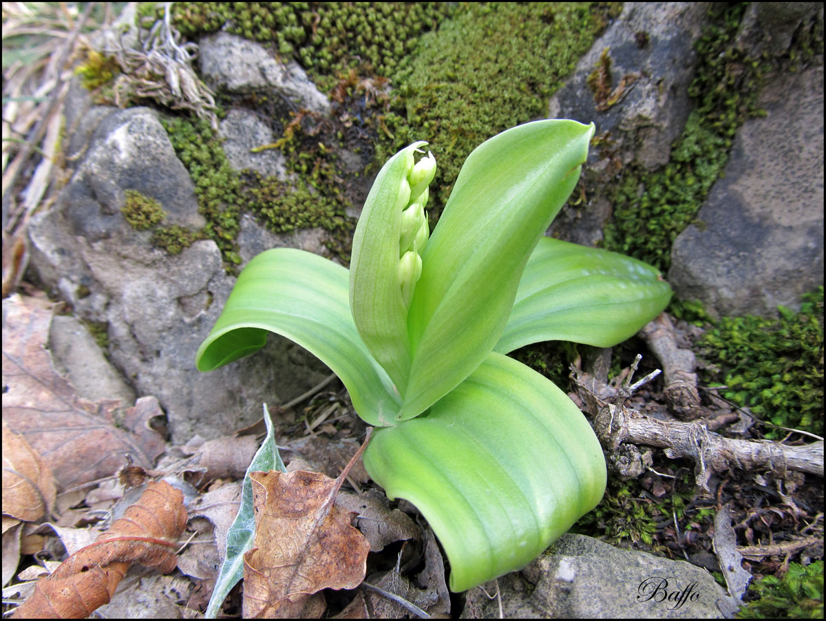 Orchis pallens